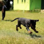 Aplicación de Entrenamiento de Mascotas