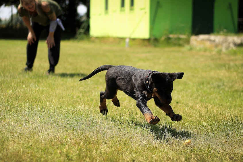 Aplicación de Entrenamiento de Mascotas